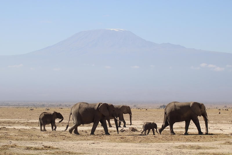 Lion Safari in Kenya